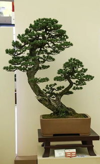 温水泡种的黄金法则