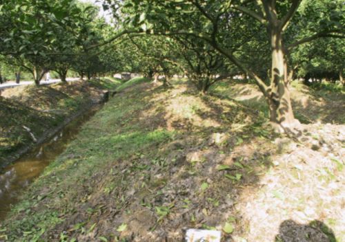 夏日花开，耐高温抗暴雨的秘诀来啦！