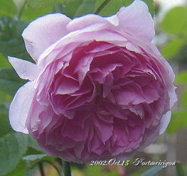 种植季节：春天蕞佳