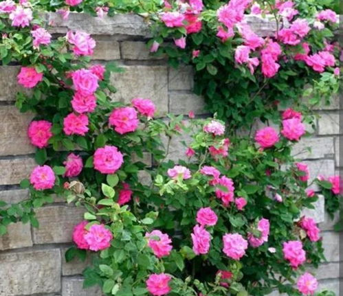 别只会种花墙， 来点新鲜的