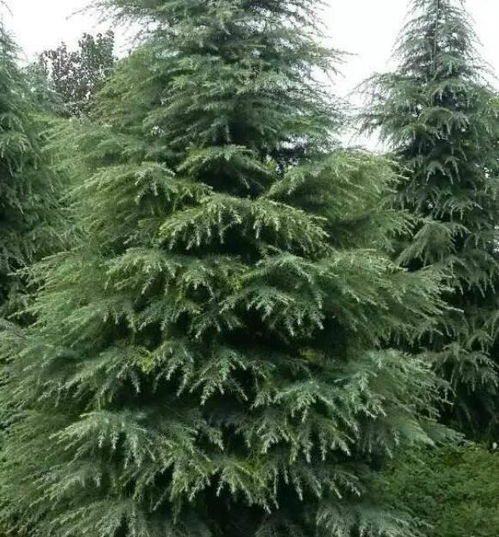 松树与雪松，你分得清吗？