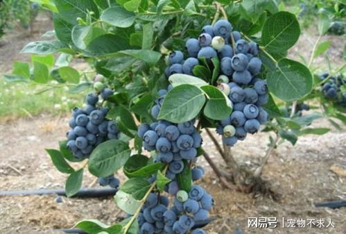 蓝莓树适合什么季节种植？种对了果子结的特别多