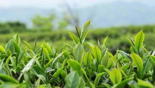 金香花茶叶价格行情揭秘：茗扬天下每公斤售价一览