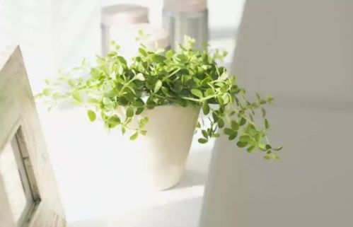 遗传多样性：植物的DNA大杂烩