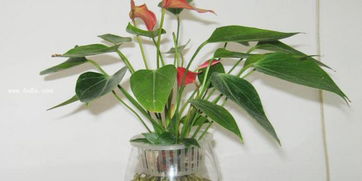 哪些旱地草本植物嫩在水培中茁壮成长，水陆两栖植物的生长奥秘？