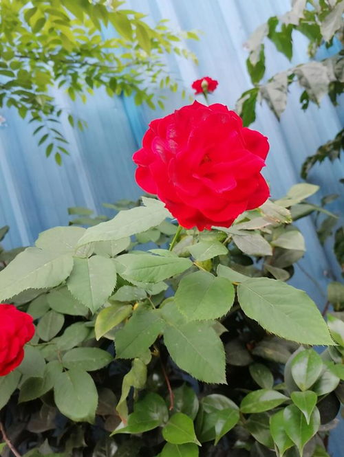 坚韧的生命力：千日红