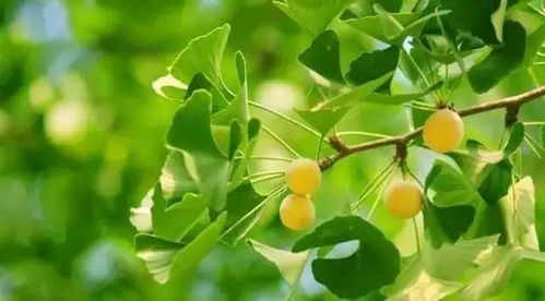 白果成熟采摘时间一般在9月至10月