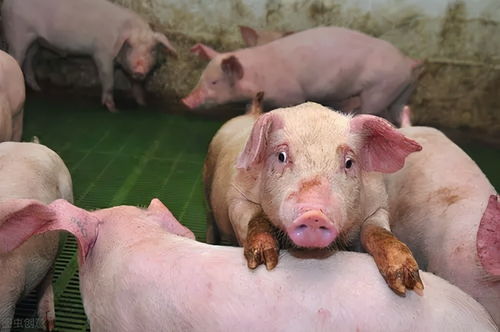 猪发烧如何根据症状分类，以便精准治疗？