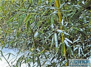 北方竹子冬季耐寒吗？竹子抗冻能力如何？