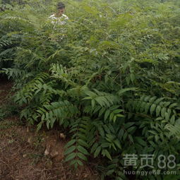 小苗培育， 间距有讲究