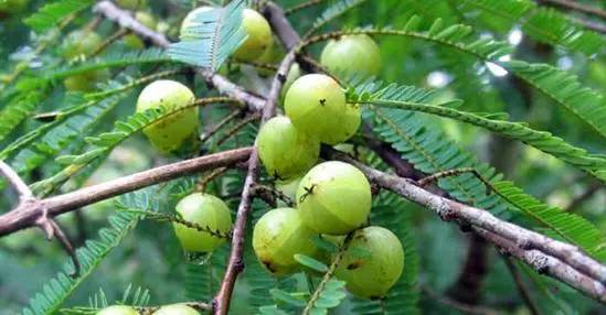 延年益寿神物还是过敏休克？要小心！