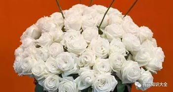 2. 美雪公主月季 Princess Miyuki