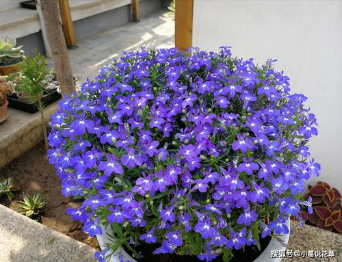 3. 丁香花：寒冷中的清香使者