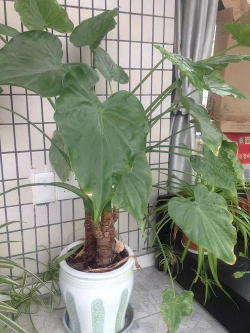 邻居20年血泪换来的闭眼入清单!