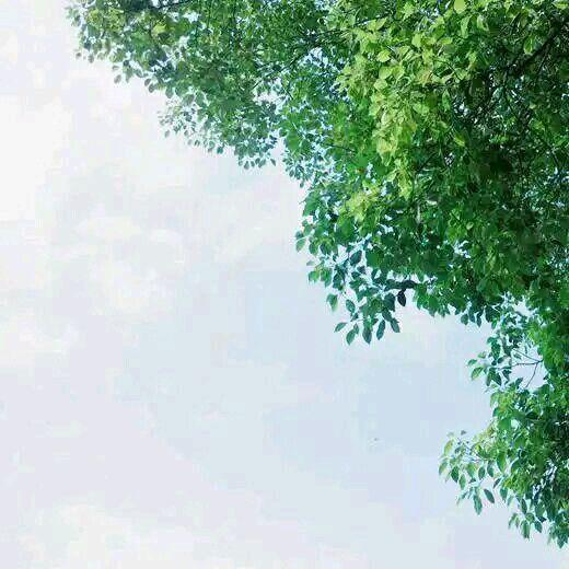 金黄满室的芳华