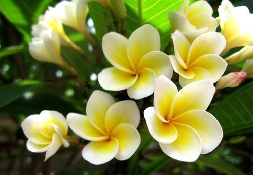 鸡蛋花养护技巧：如何让鸡蛋花盛开，打造畜牧养殖亮点
