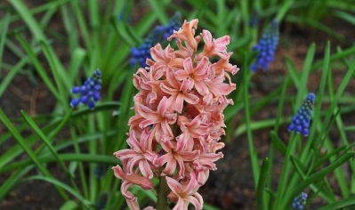 冬天的小草花：风信子和玉簪花