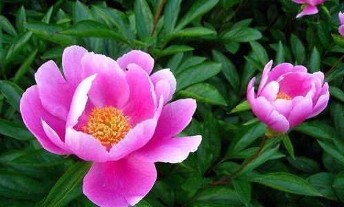 光照与浇水：阳光充足， 水分适量