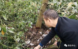 砍树需谨慎，院子里的树砍掉有何禁忌