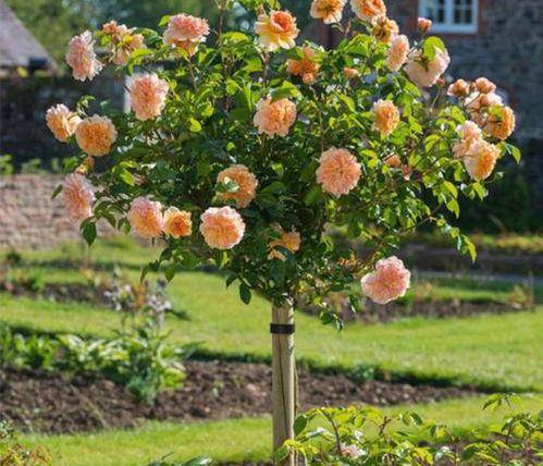 树状月季的价格表， 给你参考一下
