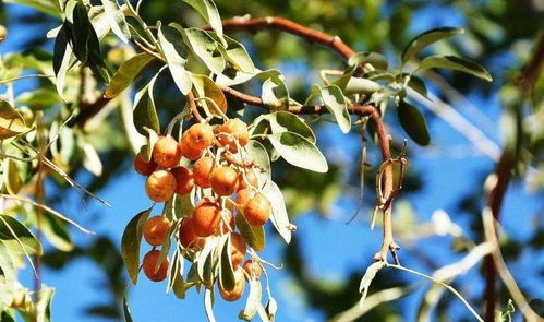 沙枣：七里香的守护者