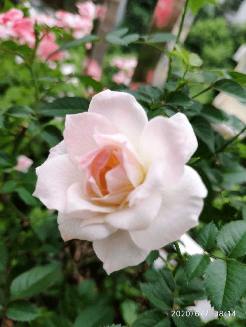 刘茉莉老师的视频救星