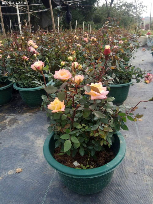 月季花在室外怎么养殖？如何让花朵更加艳丽
