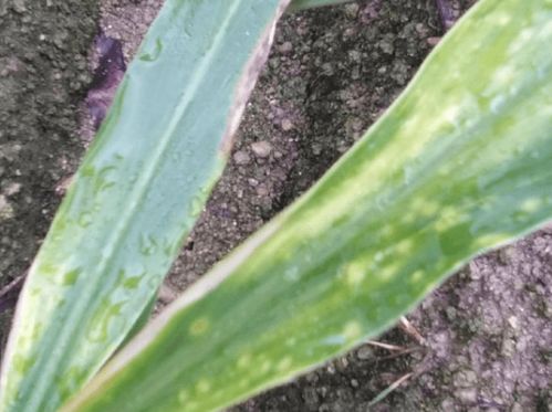 生姜干叶之谜：探究原因及治疗良方