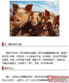 夏季猪中暑急救方法有哪些？如何快速降温