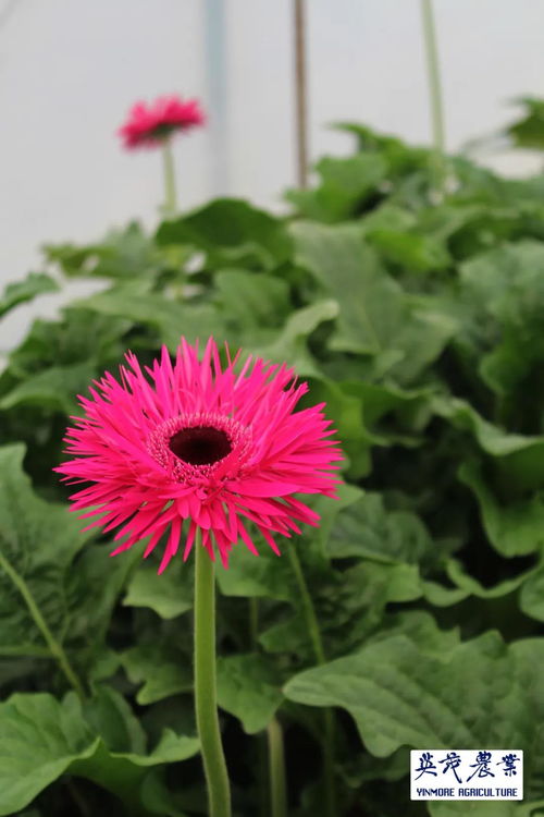 非洲菊种植：颜色之谜，效益大揭秘