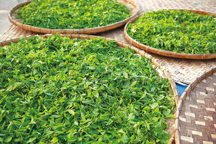 茶叶农药残留：名优与有机