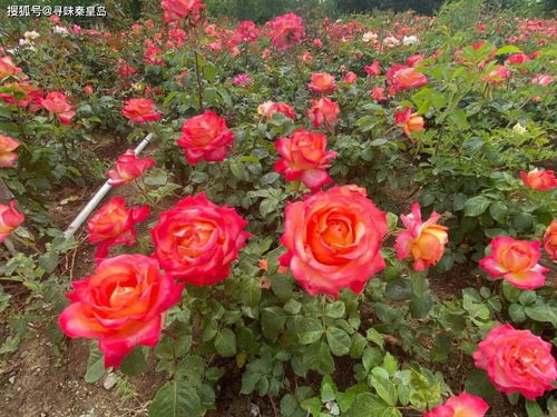 仙境月季Carefree Wonder的花期揭秘