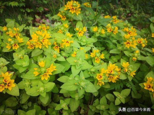 菜园里的花儿：南瓜花、 西葫芦花和韭菜花