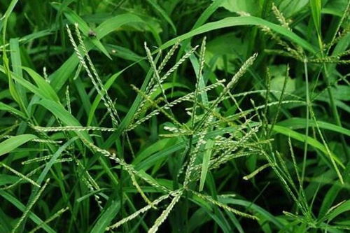 蓟草花：清热解毒，美丽绽放，天然养生佳品！