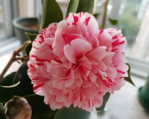 适合茶花种植的透气性土壤有哪些？