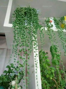 辽东农户的保命口诀：弓形棚架+草帘夹层