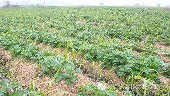 地膜上喷洒乙草胺， 有讲究