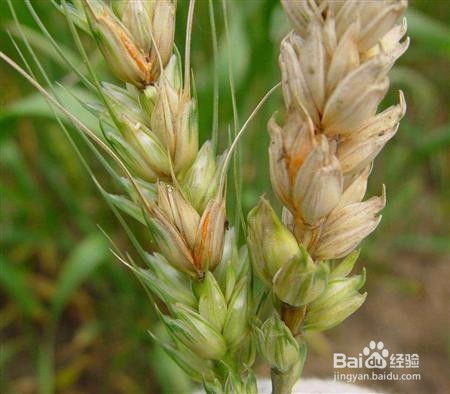 小麦赤霉病：烂麦头的烦恼