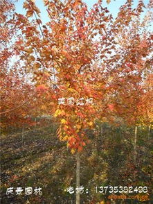 美国红枫小树苗价格探秘：8公分与20公分各是多少？