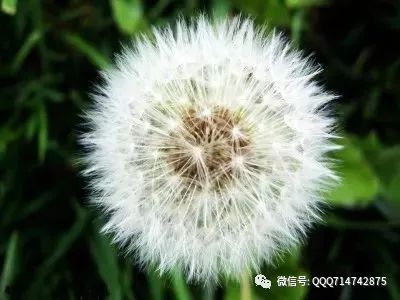 蒲公英种子秋季播种，成活率高吗