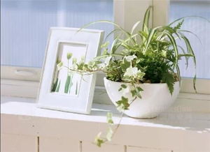 室内异味烦恼？试试这些花草吧！