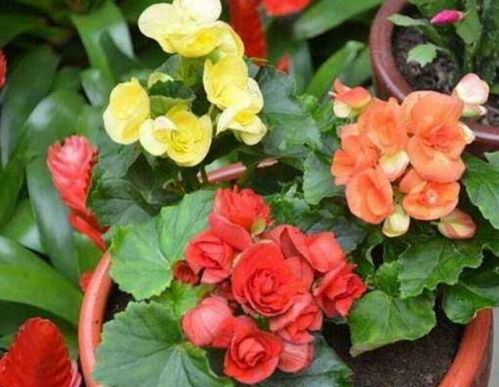 如何高效处理丽格海棠花后修剪及补充养分？