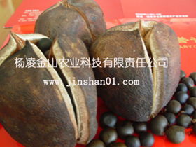 文冠果种子如何育苗？请详细指导文冠果树正确种植方法