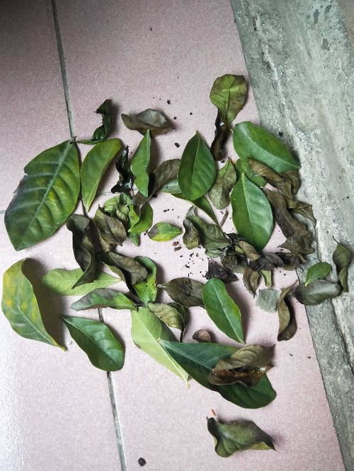 叶子与花的区别