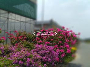 西安花卉市场大盘点，哪家口碑Zui好？