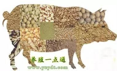 猪饲料中需要添加哪些主要原料，以确保营养均衡和动物健康？