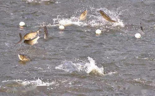 皮疣症威胁渔业，养殖者速学防治之道