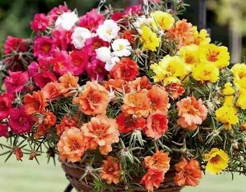 非洲菊种植：五年老手的“独门秘籍”