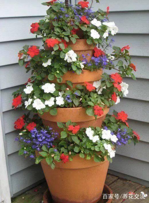 新手种花， 室内植物选择指南