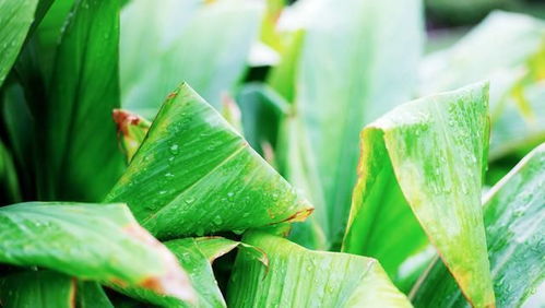 如何种植大蒜？有哪些不同的种植方法可以详细介绍一下吗？